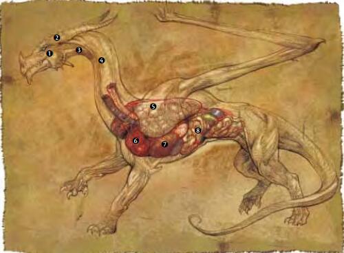 说明:
说明: 说明: E:\文件原档\未完成版\巨龙之书(Dra)\1\肌腱.jpg